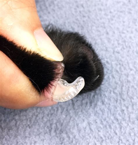 Alternative To Declawing A Destructive Cat Nail Caps For Your Home And