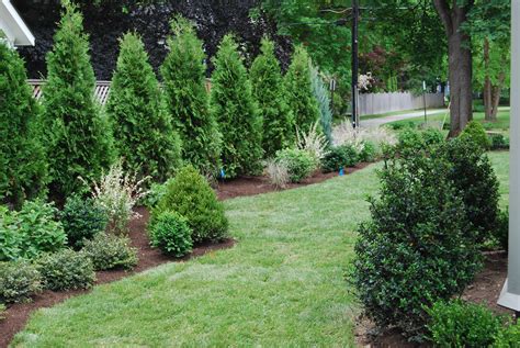 Privacy Trees And Landscaping