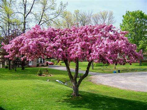 As ornamentals for gardens though the hybrids are the most common choice. Blossoming crabapple tree | Crabapple tree, Plants ...