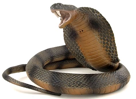Black Cobra Snake Latest Facts And Pictures All Wildlife Photographs