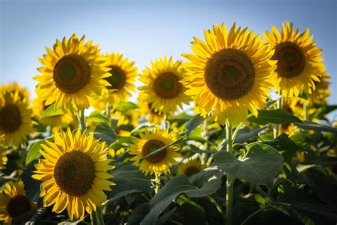 The Allure Of Sunflowers An Exploration Of Their Meaning And Symbolism