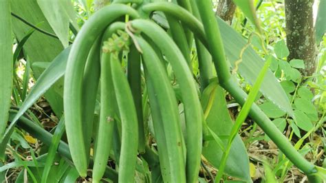 The 2020 Madagascar Vanilla Harvest Looks Strong Vanilla Exotics