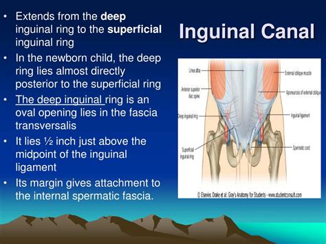 Inguinal falx (conjoint tendon) plus reflected inguinal ligament. PPT - By Prof. Saeed Abuel Makarem PowerPoint Presentation ...