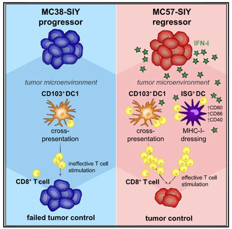 Promotion Of Protective Anti Tumour Cd8 T Cell Immunity A New