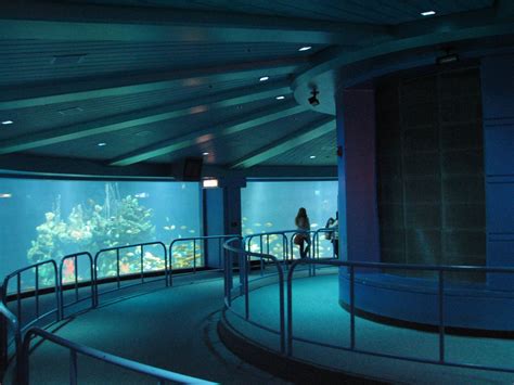 The Seas At Epcot Observation Deck View Of Caribbean Coral Reef Zoochat
