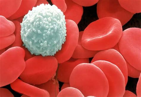 White Blood Cells Blood And The Cardiovascular System