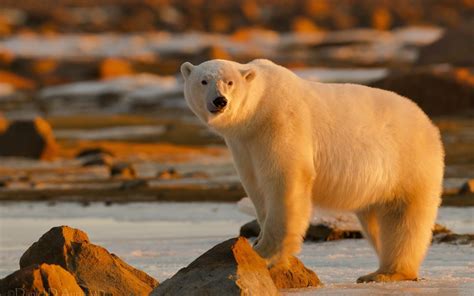 Large Polar Bear From Arctic Hd Wallpaper Widescreen