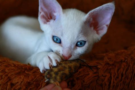 The Devon Rex Cat Is A Breed Of Intelligent Short Haired Cat That