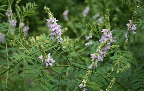 Using Goats Rue To Increase Your Milk Supply