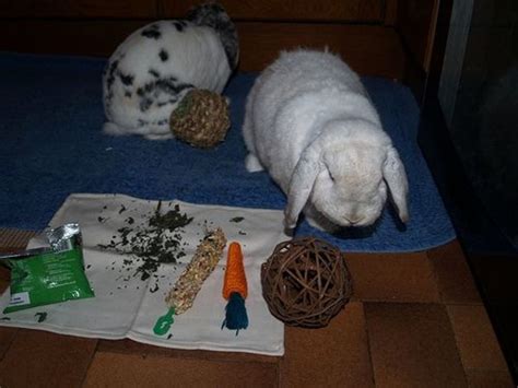 Make Your Own Homemade Rabbit Toys
