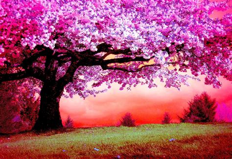 822996 Title Pink Trees Artistic Tree Cherry Tree Beautiful Cherry