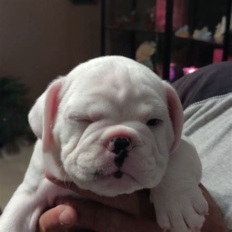 English Bulldog Puppies For Sale Mary Esther Fl 298203
