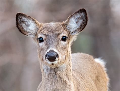 White Tailed Deer Natural Intelligence