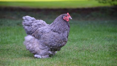 Cochin Chicken Ras Care Facts Eggs Sale Pics And All Information Be Settled