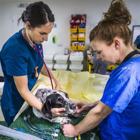 Unique gifts for veterinarians, vet techs, veterinary students, assistants, nurses, receptionists and pet owners! In conversation with our Veterinary Nurses - Fitzpatrick ...