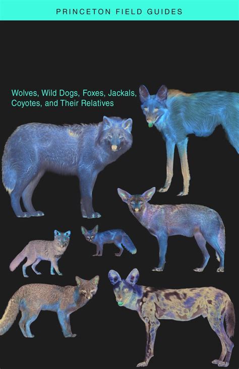 Canids Of The World