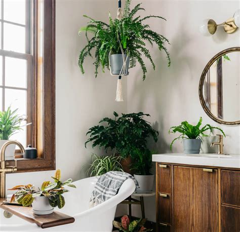 Best Plants To Have In The Bathroom Bathroom Poster
