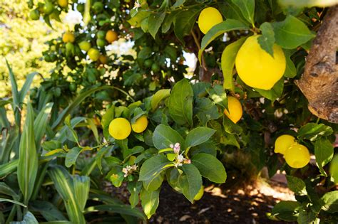 How To Care For Small Meyer Lemon Tree