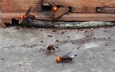 Researchers Id Sex Pheromone Of Invasive Giant Hornet