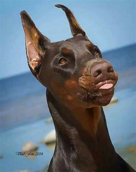 Pin By Doberman Online Store On Animals That I Love Doberman Dogs