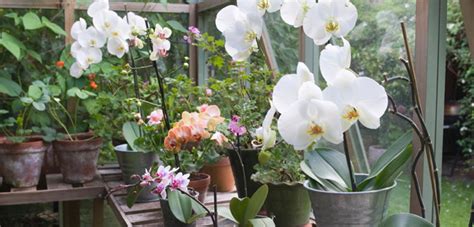 How To Grow Orchid Flower Plant Sevilla Lanueva