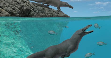 Along The Coast Of Peru Scientists Discover An Ancient Whale With 4 Legs