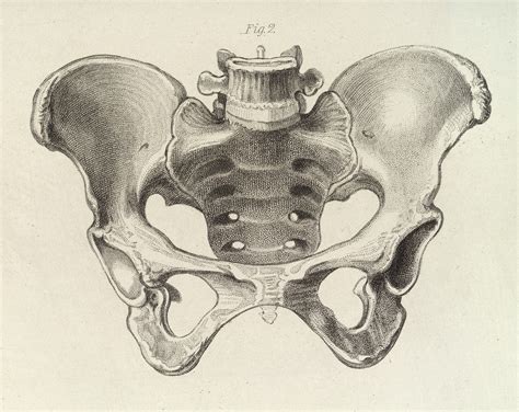 Diagram Of The Female Pelvis Wellcome Collection