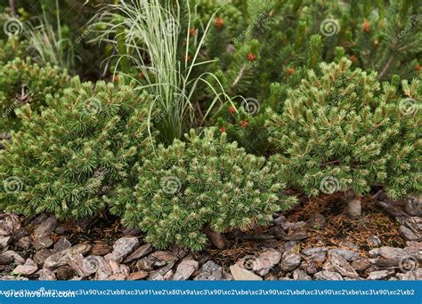 Mugo Pines In Landscaping Stock Image Image Of Flowerbed