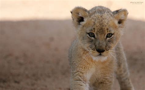 Beautiful Photos Of Lion Cubs You Must Not Miss Utterly