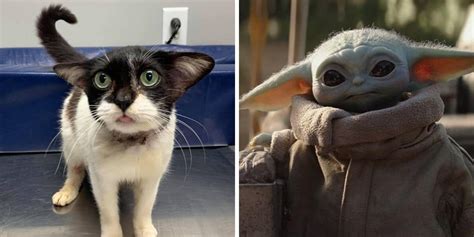 Rescued Feline Dubbed Baby Yoda Cat Is Totally Precious Cole