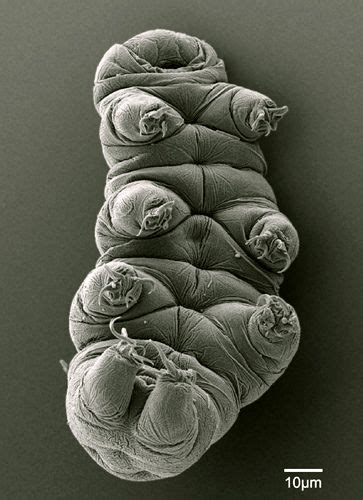 Water Bear Tardigrade Microscopic Photography Weird Animals
