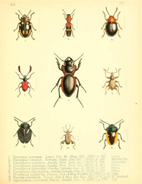 V 2 Aid To The Identification Of Insects Biodiversity Heritage