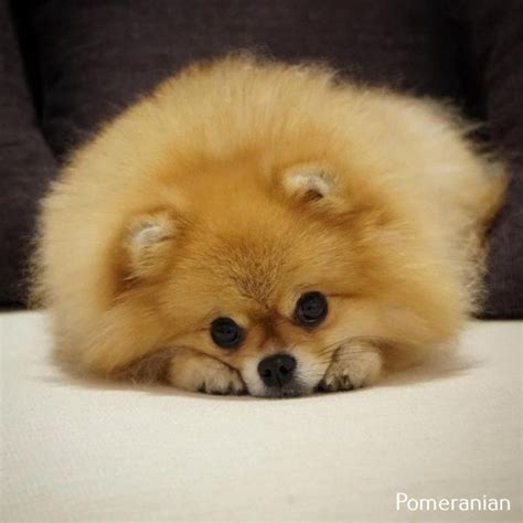 Pomeranian Puppy Cartoon Pomeranian Puppy Puppies