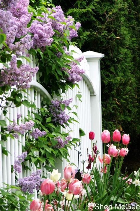 20 Beauty Spring Flower Pictures Creative Home And Garden