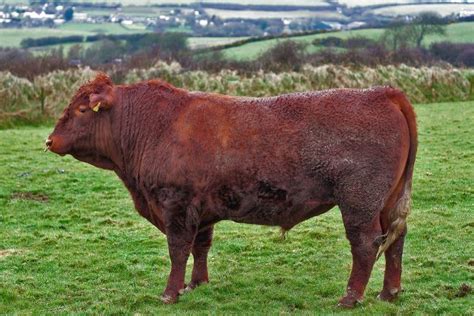 North Devon Cattle Alchetron The Free Social Encyclopedia
