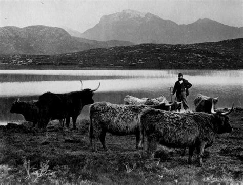 Tour Scotland Old Photograph Crofter With Highland Cattle In Wester