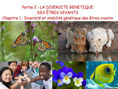 Cours 1 Diversité et stabilité génétique caractères spécifiques by