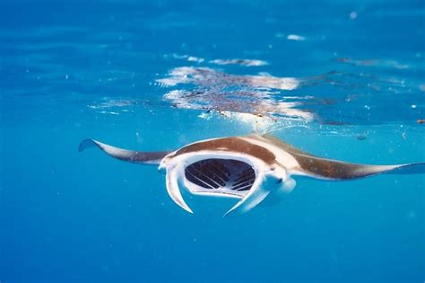 Manta Ray Fish Facts A Z Animals