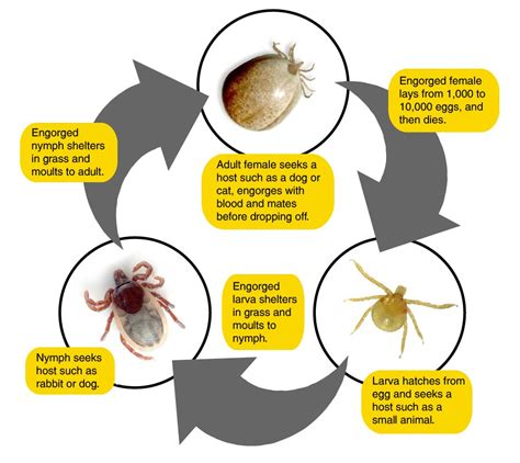 Tick Life Cycle Sansaw Kennels