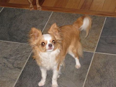 Female Long Coat Chihuahua For Sale In Hamilton Michigan Classified
