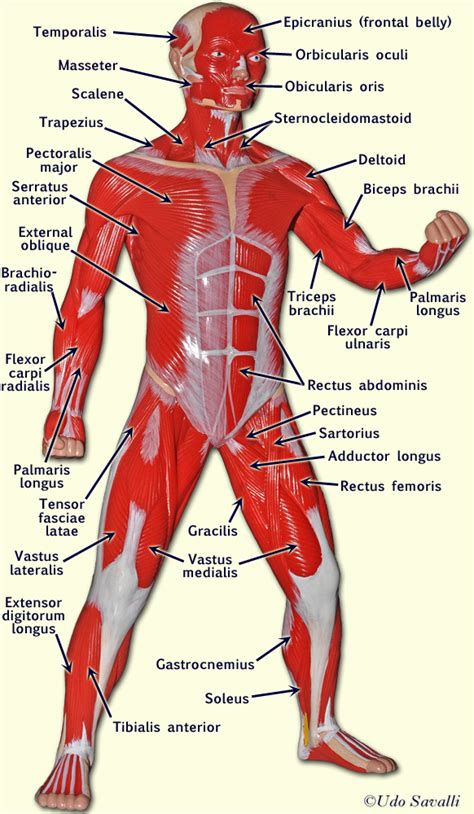 Body Muscle Anatomy