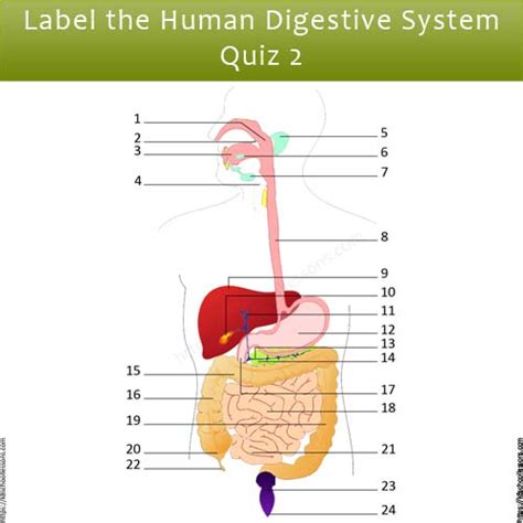 Label Human Digestive System Quiz 2 Digestive System Worksheets