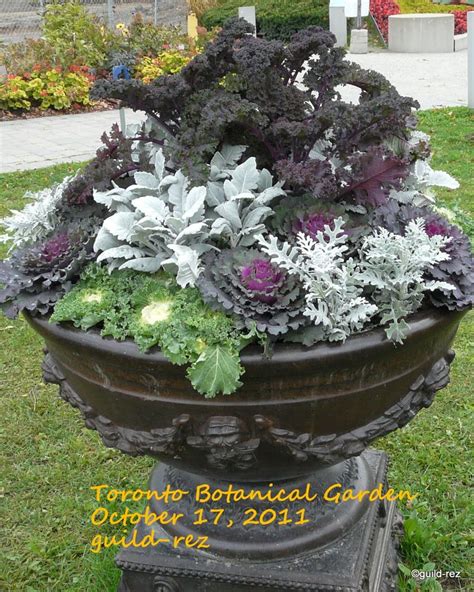90 Best Ornamental Cabbage And Kale Images On Pinterest
