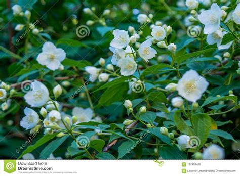 Beautiful Amazing White Jasmine Flowers On The Bush In The