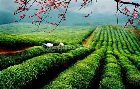 Hangzhou Charming Shifeng Longjing Tea Garden