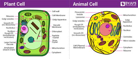 Difference Between Plant And Animal Cell Are Explained In