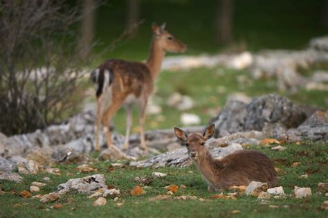 B Arturo De Frias Wildlife Photography B Fallow Deer Fawn
