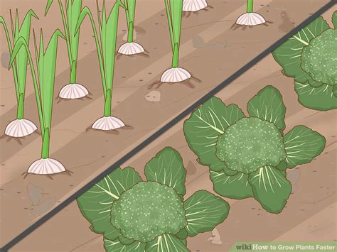 Buy american boxwood trees online for home delivery. 3 Ways to Grow Plants Faster - wikiHow