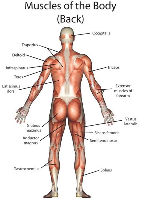 The trunk consists of the chest, the belly (or abdomen) and the back. Pin on Body