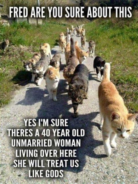 20 Hilarious Cat Lady Memes You Would Totally Love Funny Animals